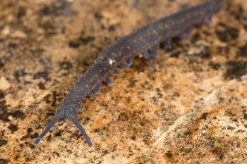 Media type: image;   Invertebrate Zoology 144608